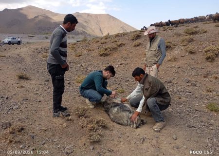 خدمات گسترده بهداشتی و واکسیناسیون ۸ هزار رأس دام در اردوی جهادی «شهید علی حمیدزاده»