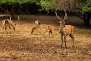 پایان سرشماری هوشمند مارالهای ارسباران با چشمان تیزبین پهپاد و فناوریهای نوین