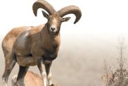 آغاز احیای زیستگاه قوچ و میش ارمنی
