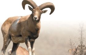 آغاز احیای زیستگاه قوچ و میش ارمنی